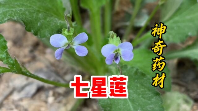 七星莲也叫茶匙黄,却不知它也是一种药材?