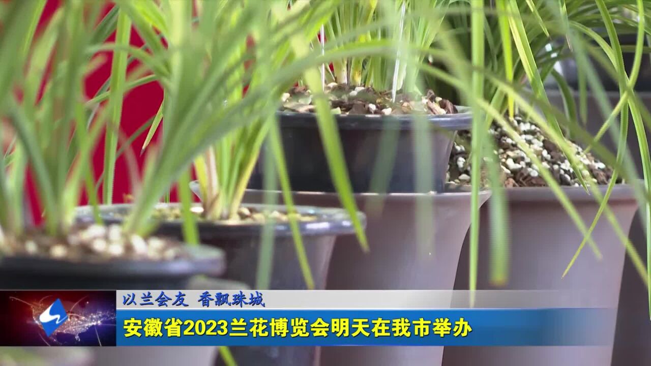 安徽省2023兰花博览会明天在我市举办