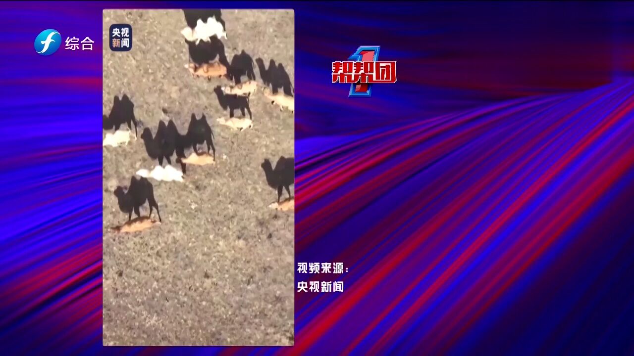 帮帮侠热评:400多峰骆驼准妈妈集体待产