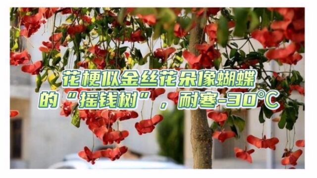 花梗似金丝花朵像蝴蝶的“摇钱树”,耐寒30℃