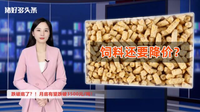 跌破底了?月底有望跌破3500元/吨!饲料还要降价?