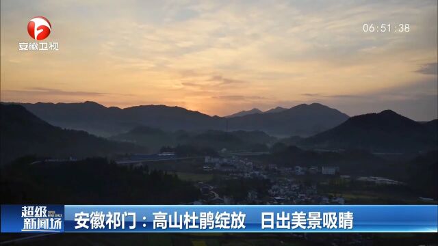 安徽祁门:高山杜鹃绽放,日出美景吸睛