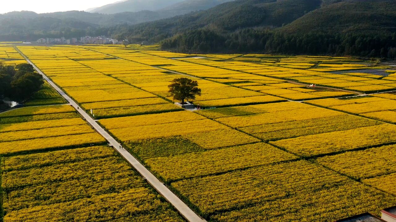 千城胜景|江西安福:油菜花开处 春意渐浓时