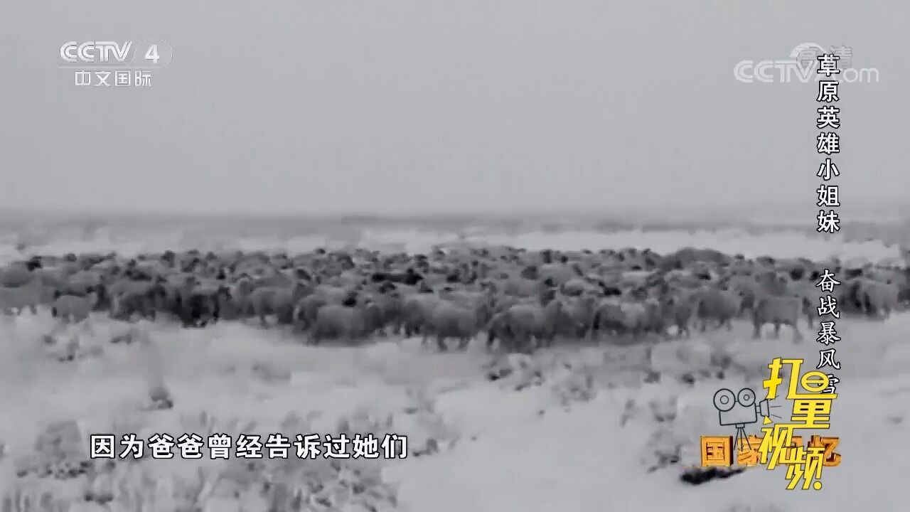 草原英雄小姐妹放牧时遇到暴风雪,只有一个信念,就是把羊群保住