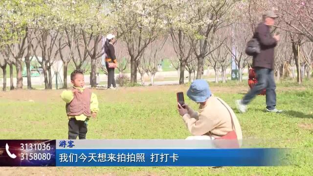 春日限定款!固镇谷阳城遗址公园的樱花盛开