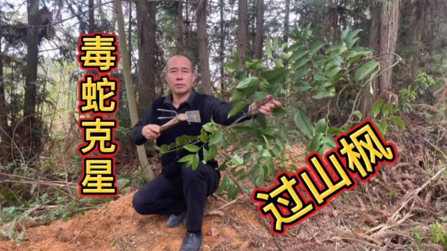 农村不起眼的“过山枫”,原来它的用途非常强大,大家赶紧认识下