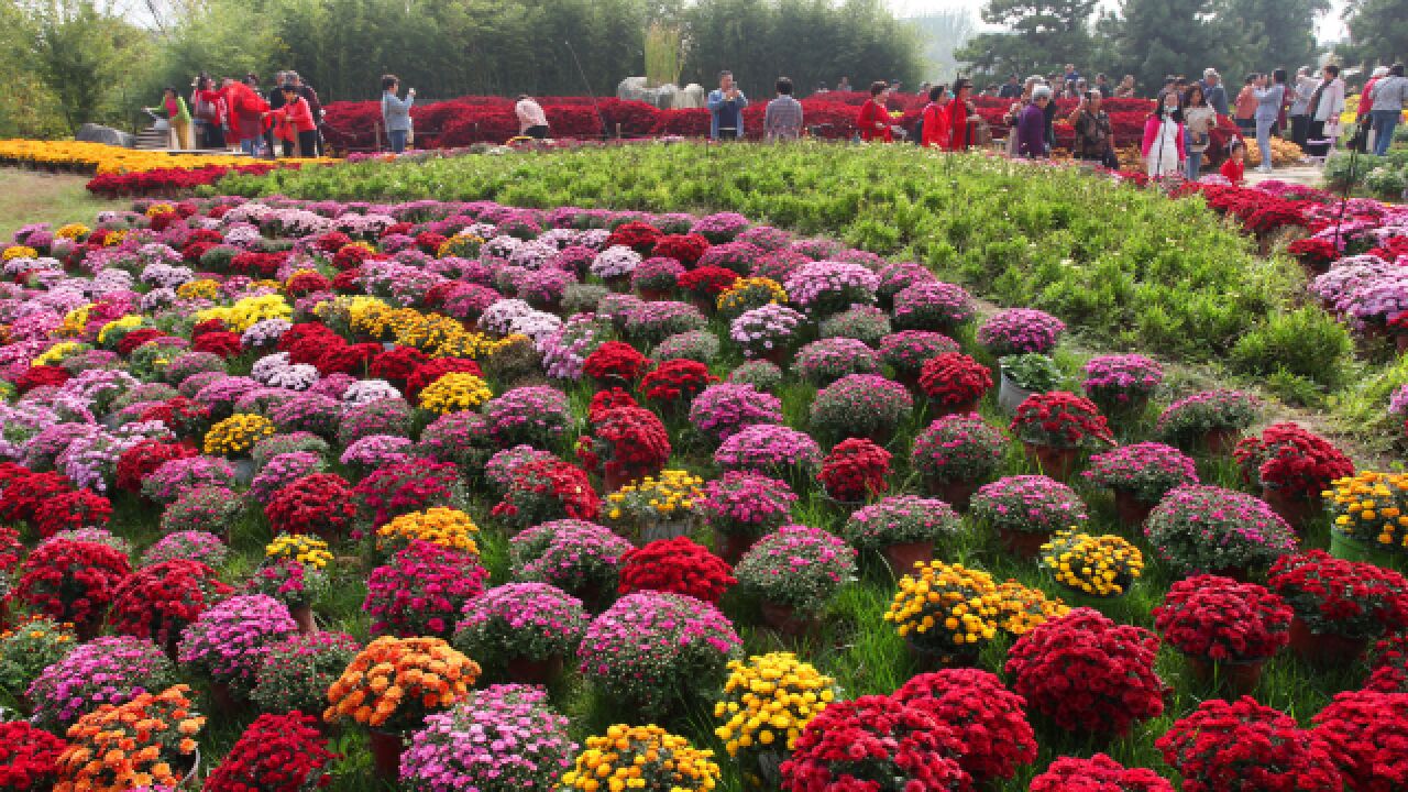 西安植物园:菊花烂漫秋色绚丽,吸引众多市民前来赏花拍照