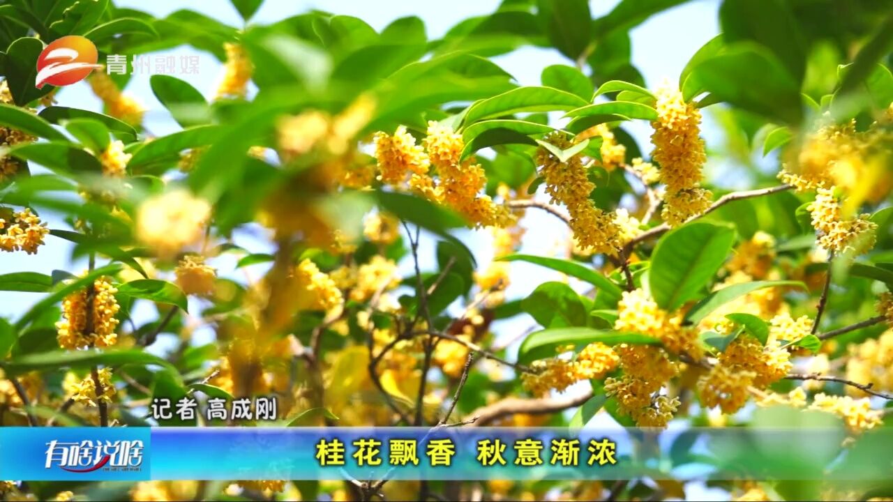 山东青州:桂花飘香 秋意渐浓