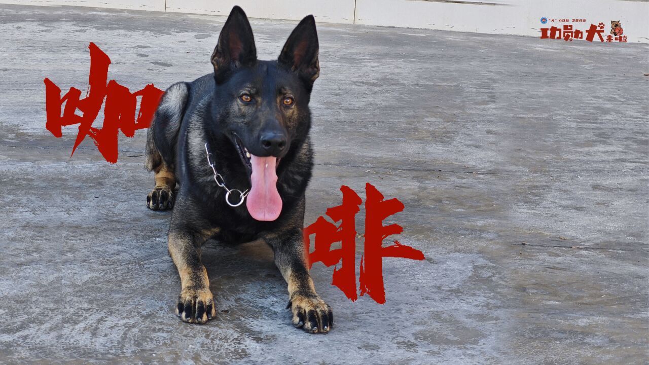 功勋犬来啦 | 缉毒警犬咖啡