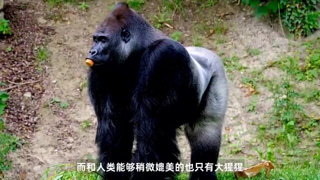 人和黑猩猩后代实验:5名人类女性愿意为科学献身,最后结果怎样