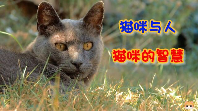 猫咪与人:猫咪的智慧