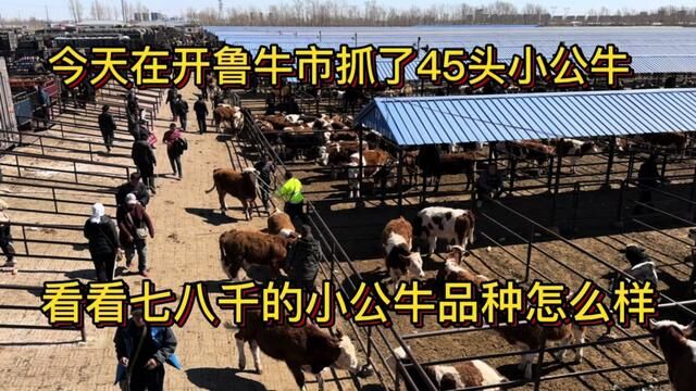 今天在开鲁牛市抓了45头小公牛,看看七八千的小公牛品种怎么样? #牛犊价格 #肉牛养殖 #养牛致富