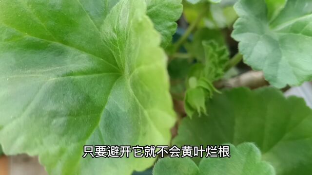 天竺葵喜光,耐寒,一年四季都能开花!