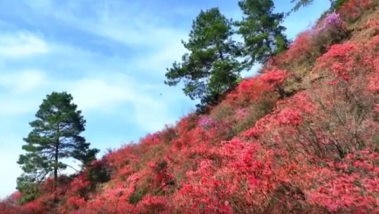 分享美景!安徽千亩杜鹃花美成红霞