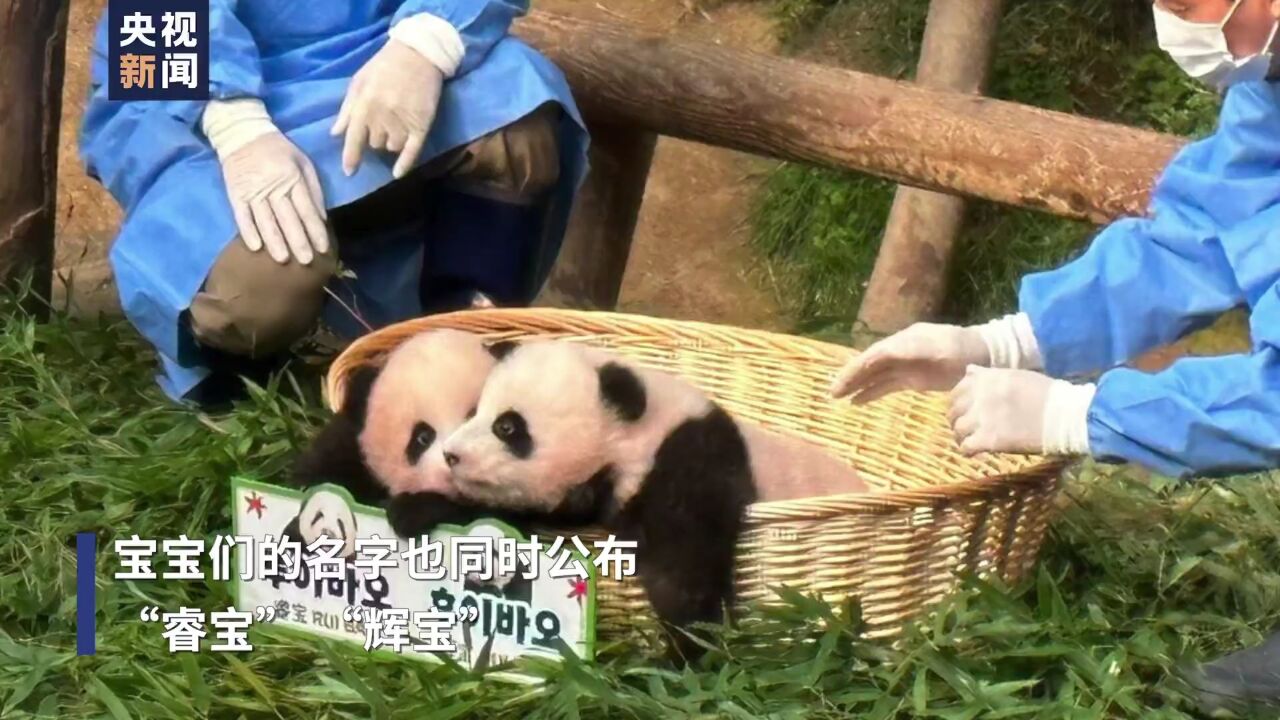 最终命名揭晓!旅韩大熊猫双胞胎宝宝有名字啦