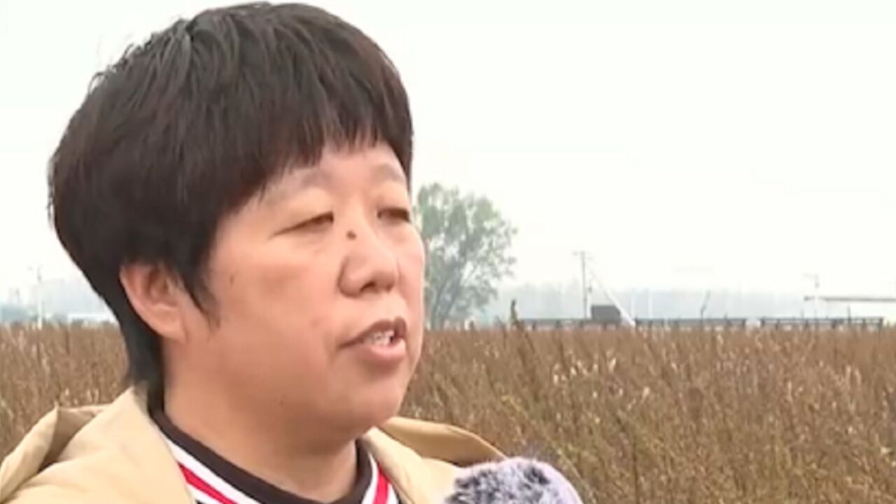 丰收了!河南周口10万亩芝麻丰收,机械化种植促增收