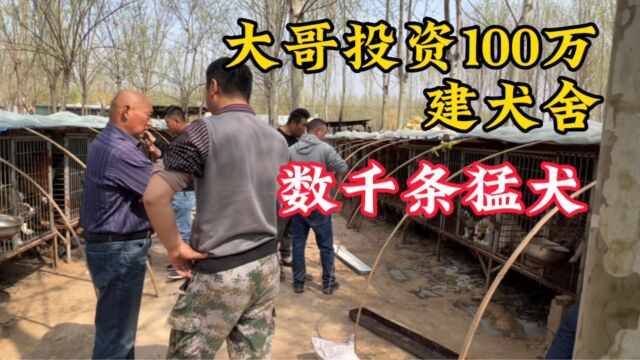 大哥投资100万建犬舍,来了就是缘分\