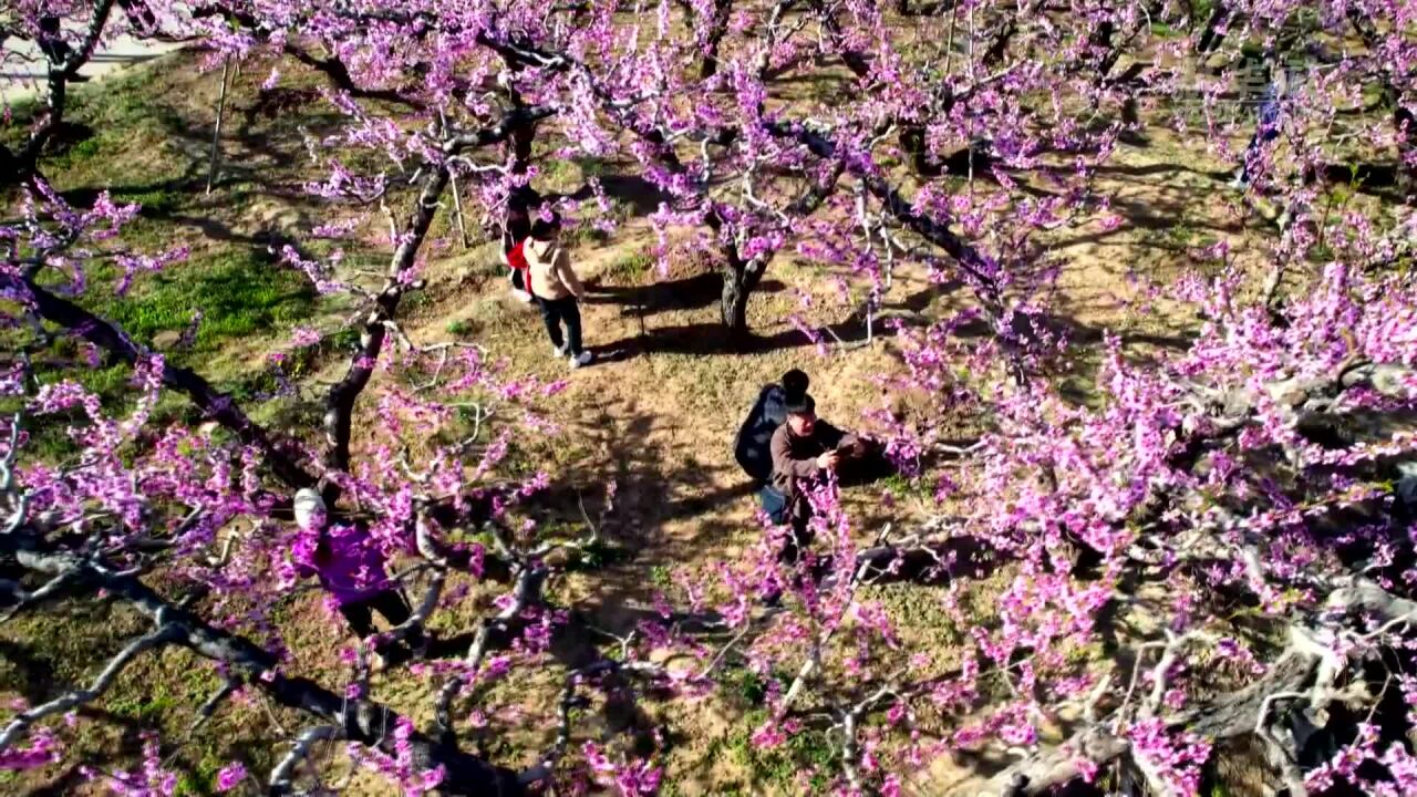 河北顺平:桃花盛开景如画 农旅融合促发展