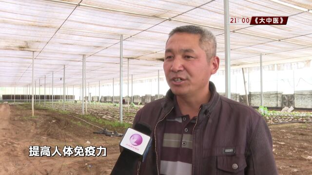 西营街道:羊肚菌种植已成规模 就业增收两不误