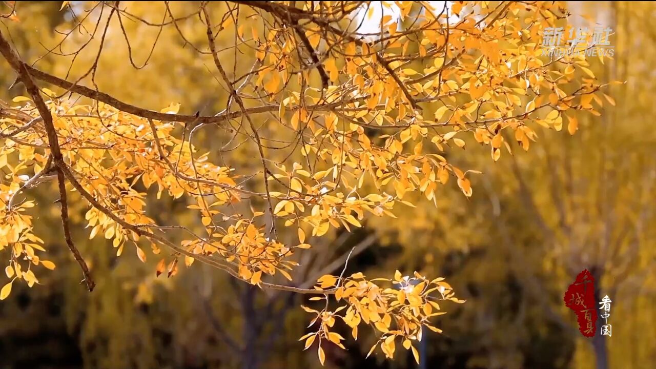 千城百县看中国|内蒙古昆都仑:袅袅秋风起,最美人间秋!