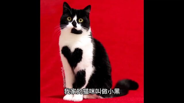 猫咪的故事5《小黑的失踪与归来》