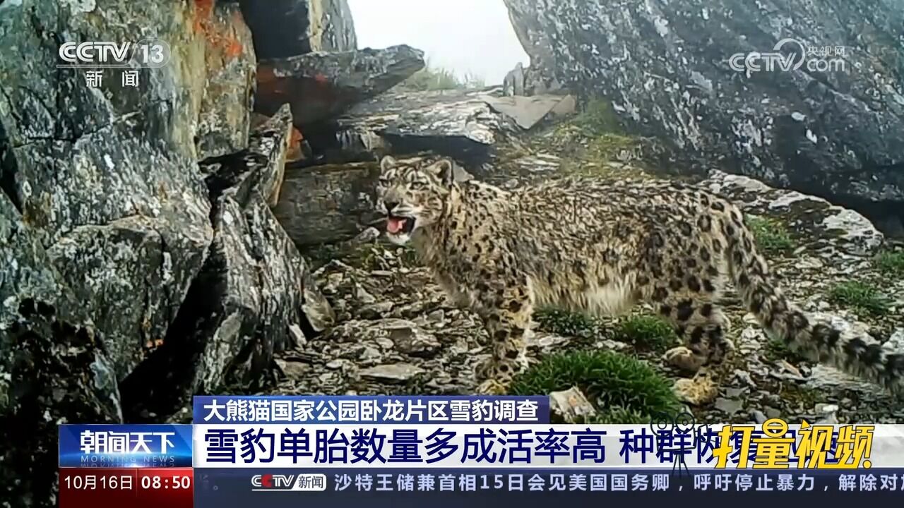 大熊猫国家公园卧龙片区:雪豹单胎数量多成活率高,种群恢复迅速