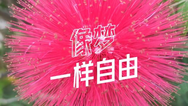 海南萨哥萨克斯吹奏汪峰歌曲《像梦一样自由》