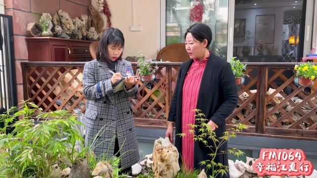 幸福江夏行——对话“楚地菖蒲造景”非遗传承人朱长虹