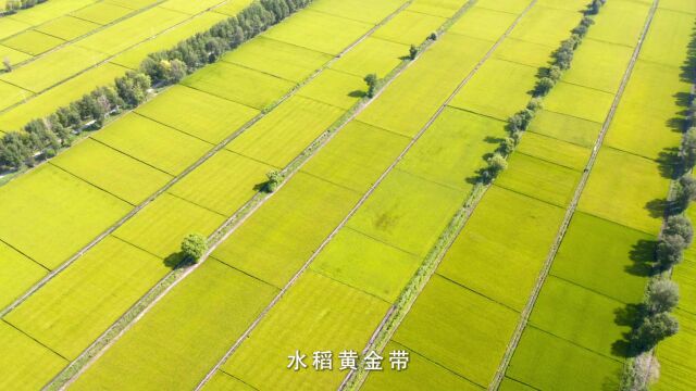 一家煮饭百家香,百家煮饭香满庄,兴安盟大米,好吃闻得见!