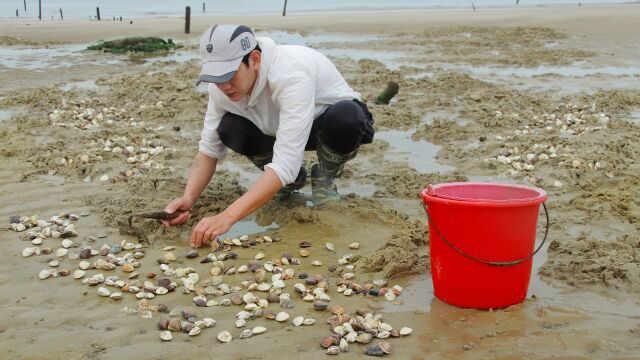 赶海碰上蛤蜊潮,入海口都是蛤蜊挖真爽,阿聪收获10斤回家当饭吃