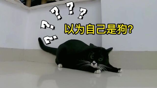 养猫就养奶牛猫,猫中二哈乐哈哈