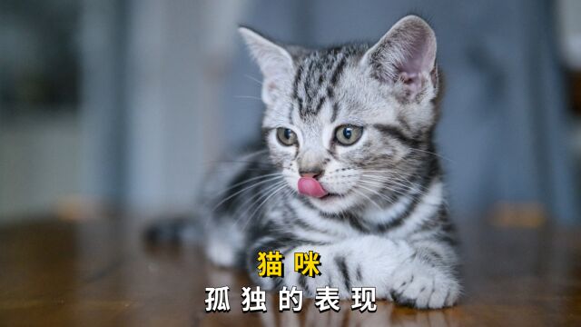 一只猫如果有这些表现,说明它很孤独