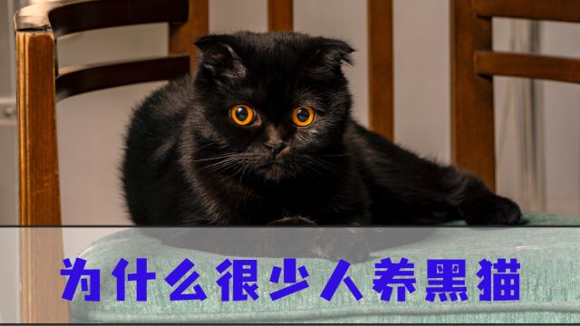 为什么黑猫的“饲养率”低?这几个原因真相了!