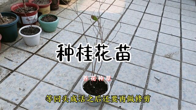 春天到了,种两棵桂花苗,期待秋天满院桂花飘香