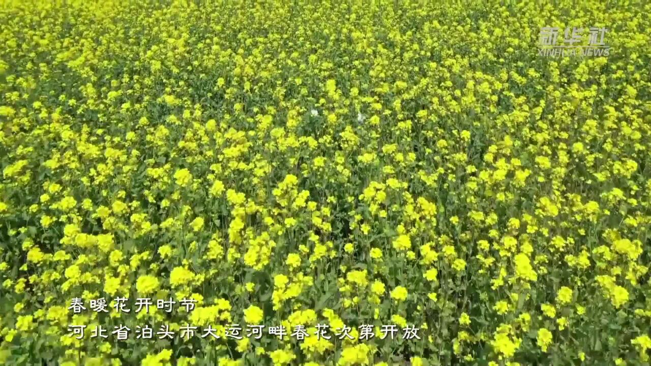 大运河畔农文旅融合促进乡村振兴