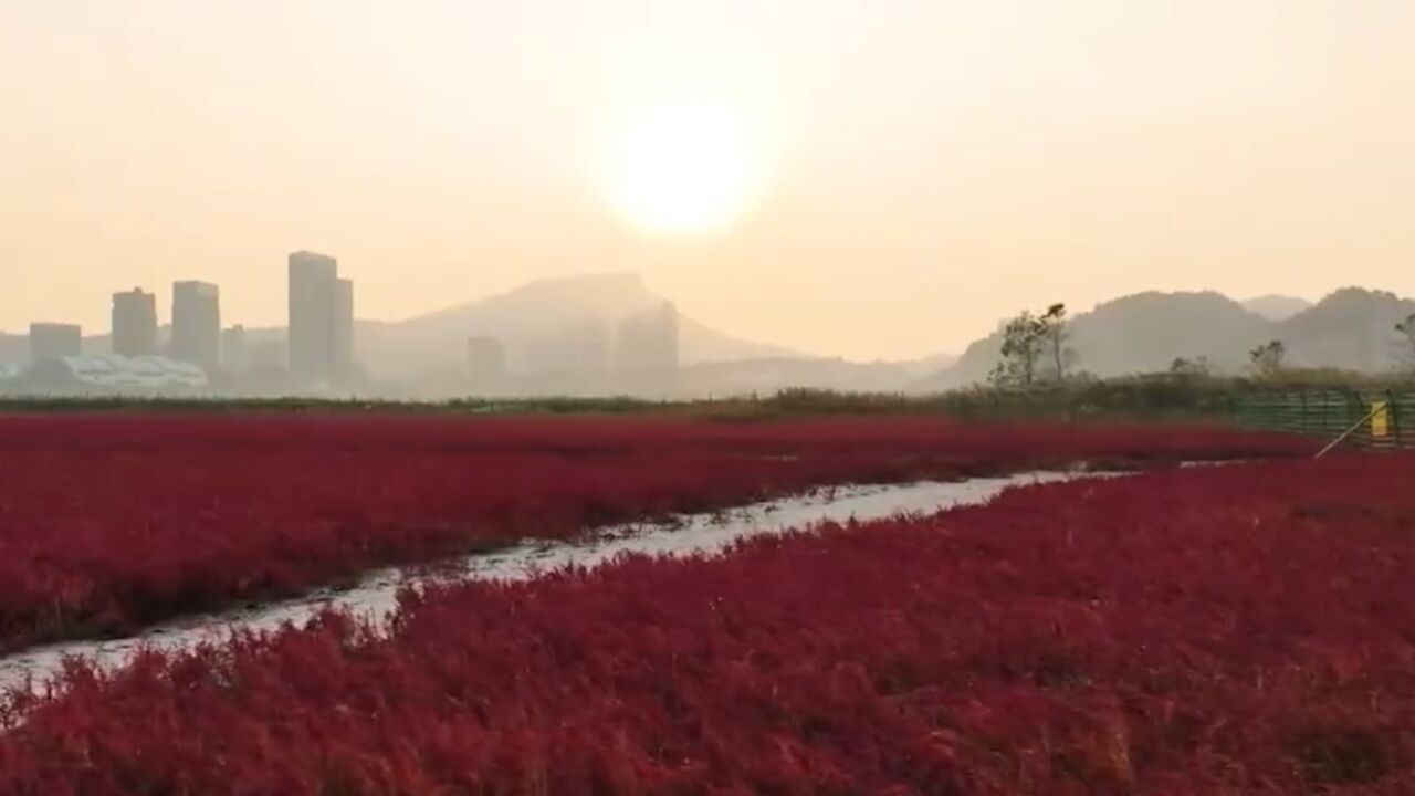 江苏连云港 :千余亩碱蓬草泛红,滩涂迎最佳观赏季