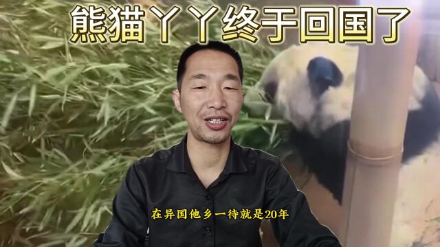 旅美大熊猫丫丫和乐乐,在大家的期盼下,终于回到了祖国的怀抱