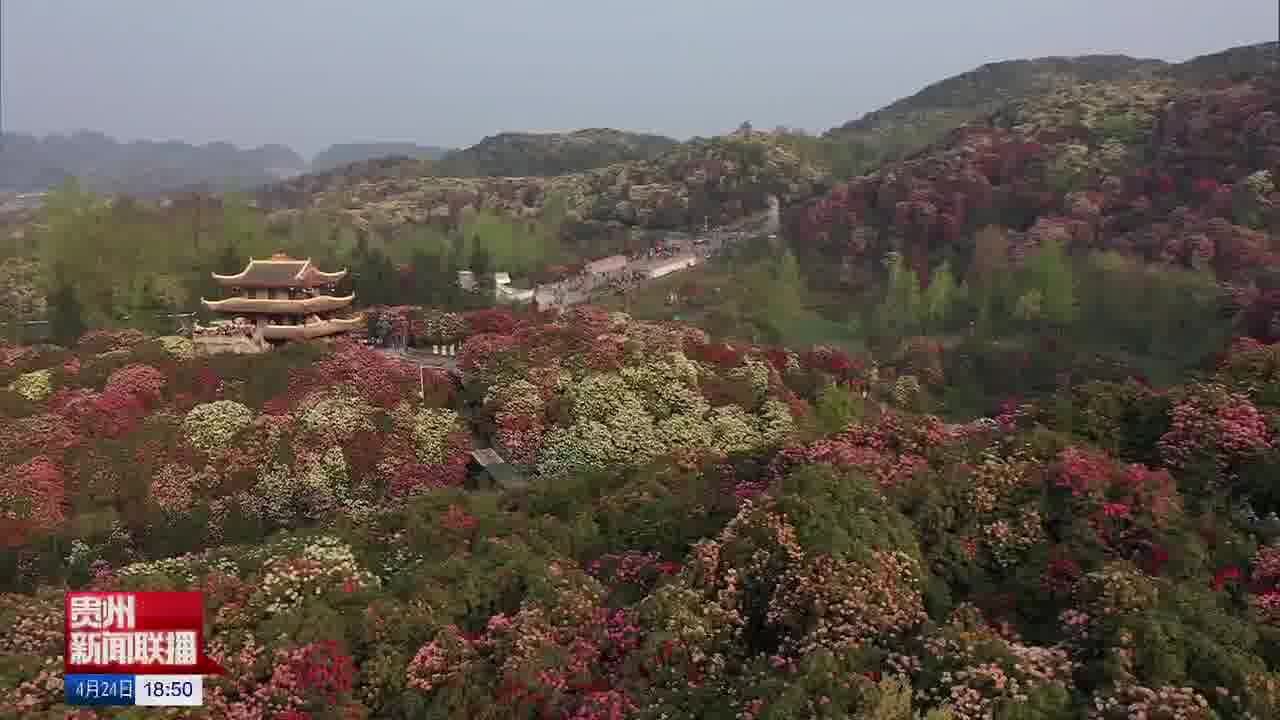 延花期 增花样 百里杜鹃浪漫常在