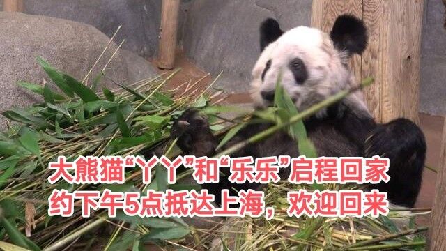 大熊猫“丫丫”今天抵达上海,网友热泪盈眶迎接丫丫乐乐