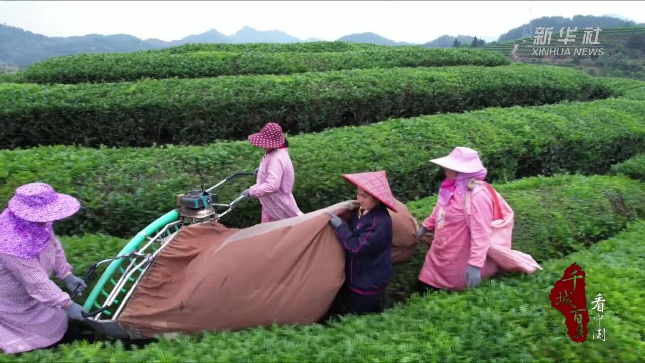 千城百县看中国|福建宁化:春茶飘香 茶农采摘忙