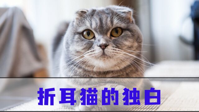 折耳猫:我这一生原本就是不值得的