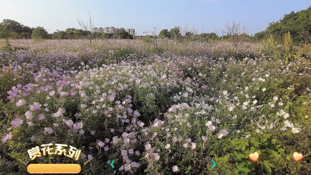 吉安赏花:邂逅美丽月见草#江西吉安 #花海一起在花海遨游