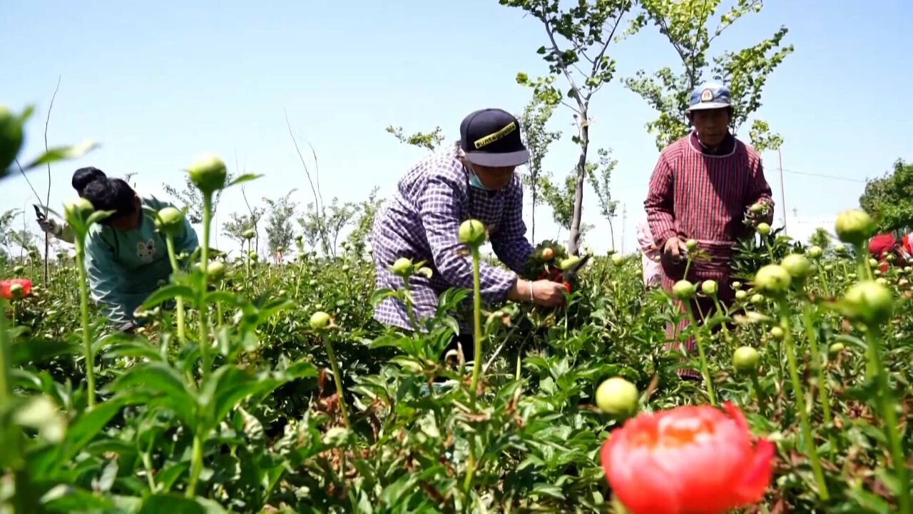 聊城市茌平区:芍药花种植助农增收 特色产业促农致富