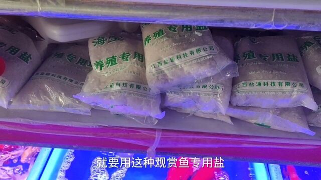 广州观赏鱼市场,40多公分的锦鲤65一条,感觉长身蝴蝶鲤性价比高