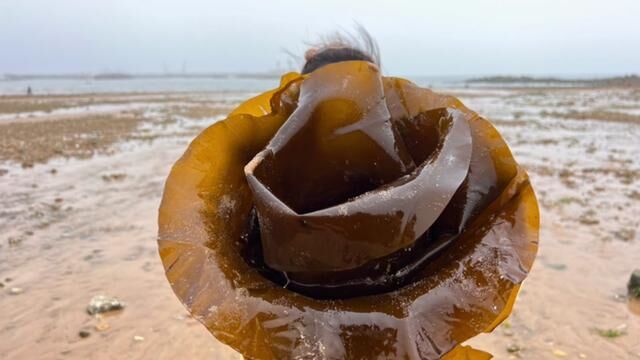 海边海带遍地当地人无视不吃,但是牛牛视若珍宝,捡了满满一桶#赶海 #海鲜 #村里都是好风光