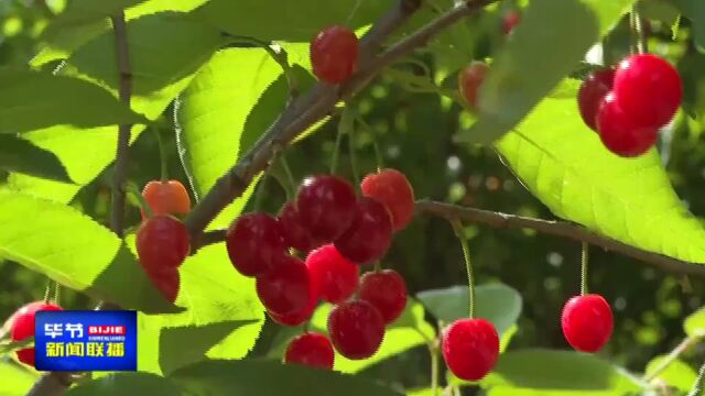 赫章县第八届“樱桃节”系列活动开幕