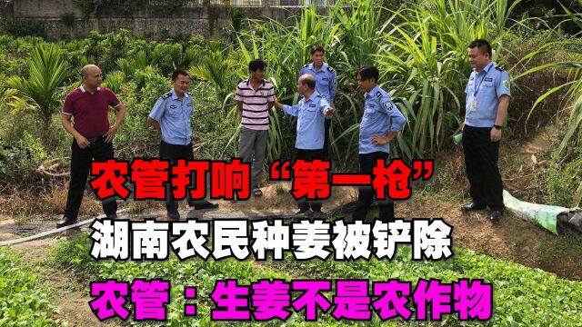 农管打响“第一枪”,湖南农民种姜被铲除,农管:生姜不是农作物