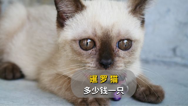 暹罗猫价格是多少,新手铲屎官快来看!