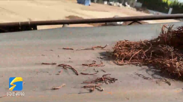 问政山东|中药材生产基地“一等品质三流价格” 日照市:以龙头企业带动区域品牌 让种植户增产又增收