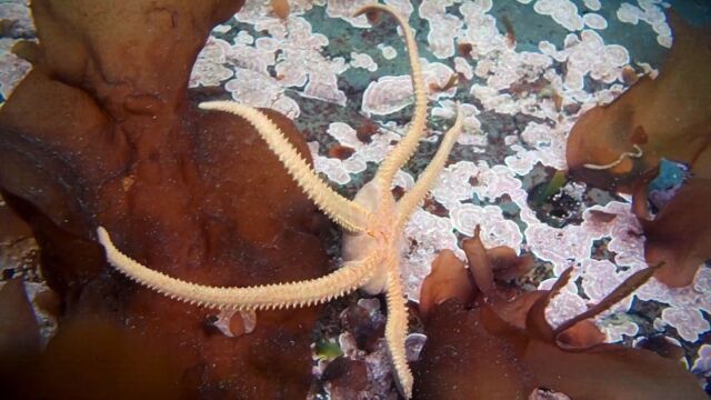 海蛇尾一种拥有再生能力的海洋生物,看上去有点像外星生命